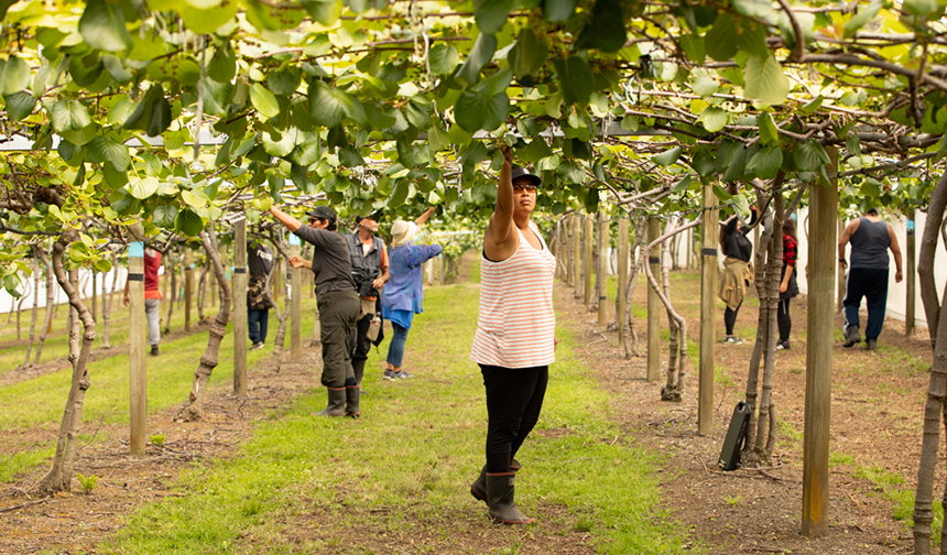 People working on a kiwifruit orchard.