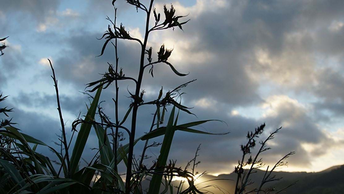Flax bush seen against a backdrop of cloudy sky.
