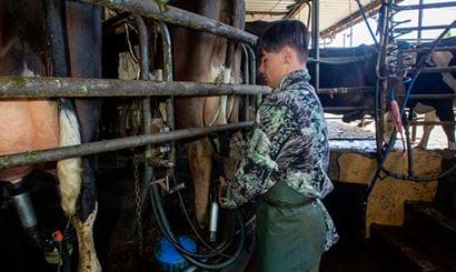Man getting cows ready for milking.
