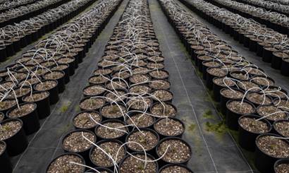 View of large pots with seedlings.