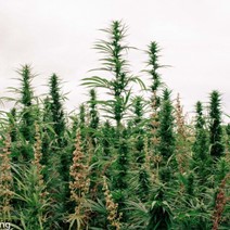 An industrial hemp plantation showing seed heads in front of a cloudy sky.