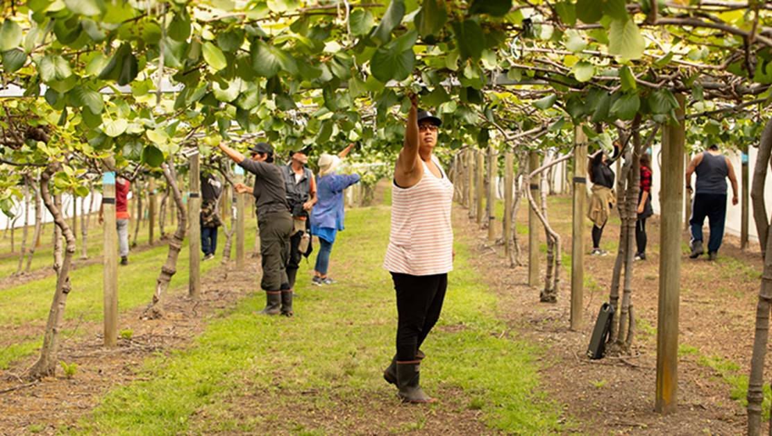 People working at a kiwifruit orchard.