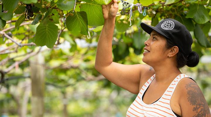 A woman checking a kiwifruit vine.