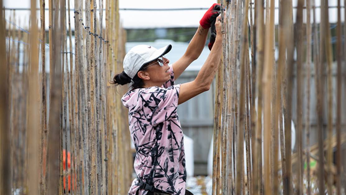 Woman fixing a bamboo fence.