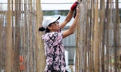 Woman fixing a bamboo fence.