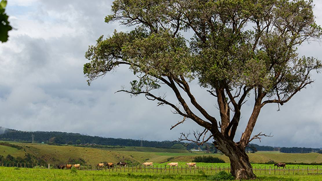 A large tree in a paddock with some cows seen in the background.