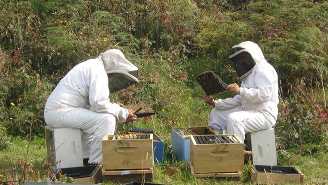 Two men in beekeeping outfits checking hives.