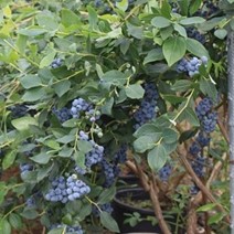 Thick clusters of blueberries growing on a leafy blueberry bush supported by a wire fence.
