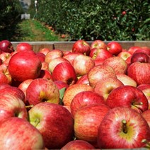 A bin full of freshly picked red apples in an orchard.