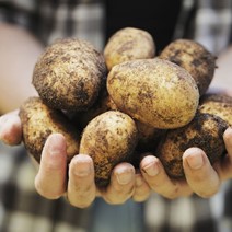 Close up of freshly dug brown potatoes being held in cupped hands.