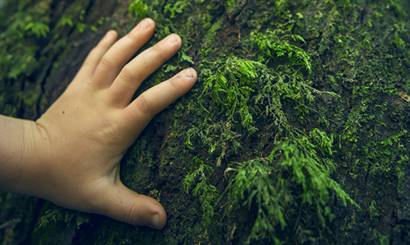 A child's hand resting on a tree trunk.