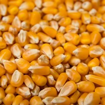 Close up of maize grain.