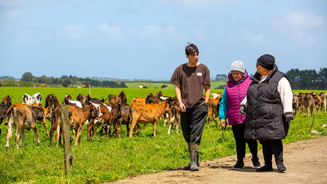 Three people walking past a field of cows together.